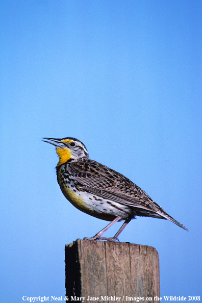 Western Meadowlark