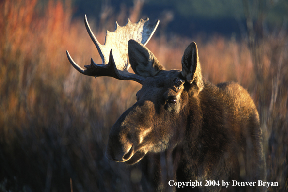 Bull moose with one antler.