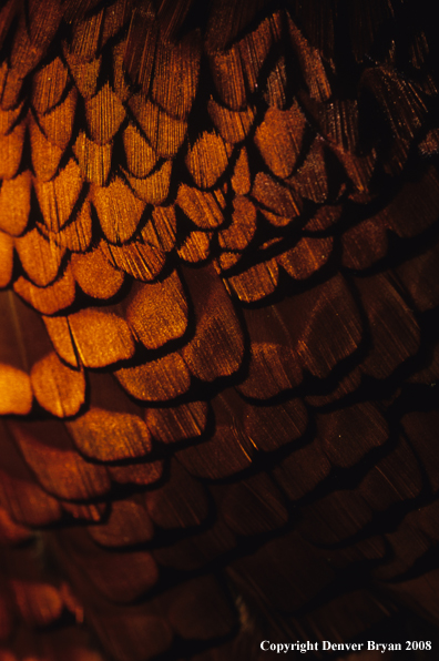 Ring-necked pheasant body feathers