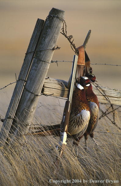 Ring-necked pheasants and shotgun.