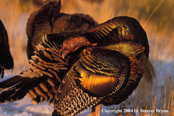 Merriam's turkey preening.