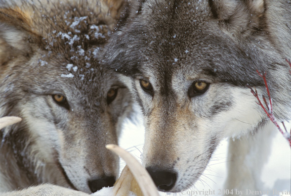 Gray wolves with kill.