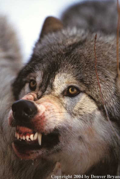 Gray wolf snarling/growling (closeup).