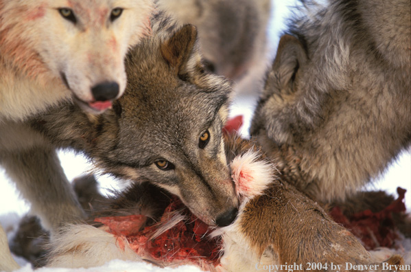 Pack of gray wolves feeding.