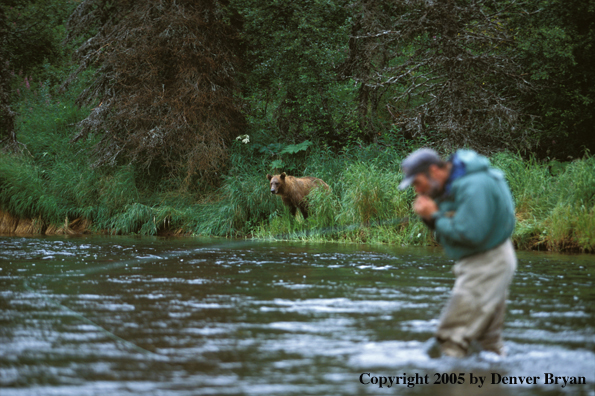 Flyfisherman tying fly, brown bear in background.