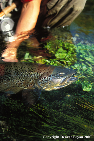 Flyfisherman releasing brown trout.