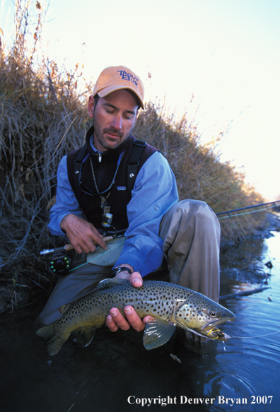 Flyfisherman releasing brown trout.