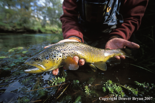 Brown Trout.