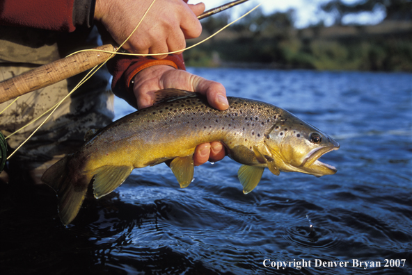 Brown Trout.