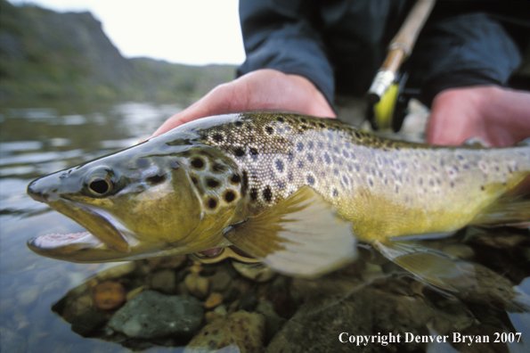 Brown Trout.