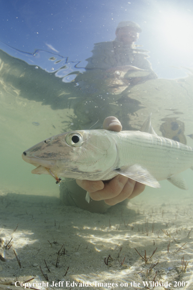 Bonefish underwater