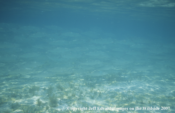 School  of Bonefish underwater