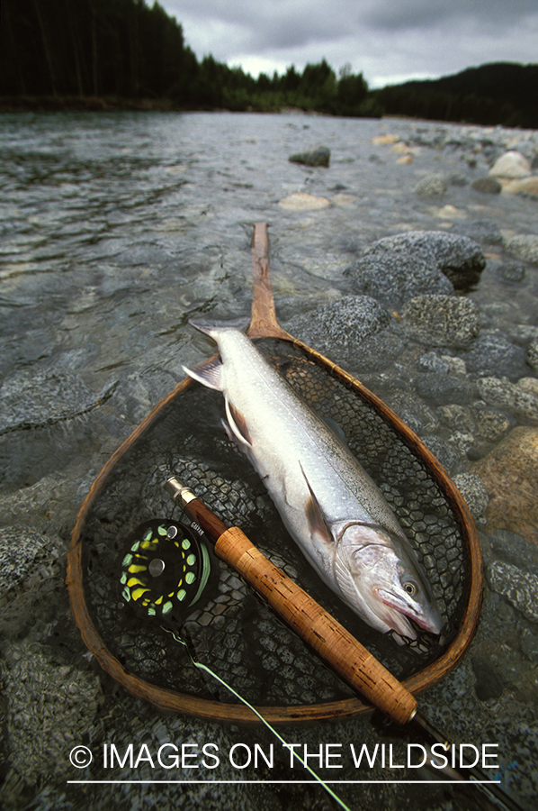 Arctic char.