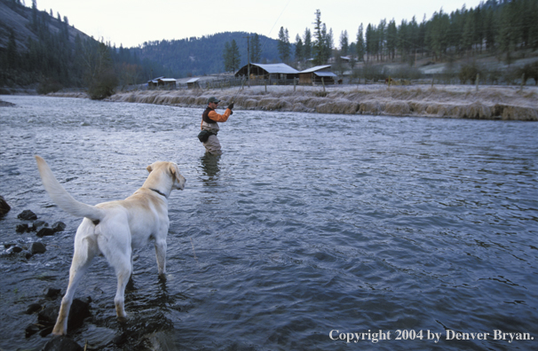 Flyfisherman steelhead fishing with yellow Lab.