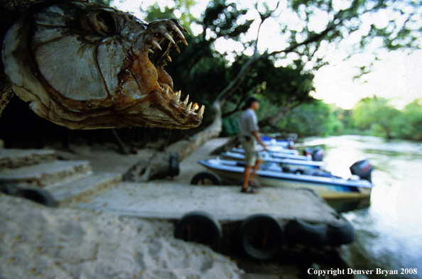 Skull of tigerfish