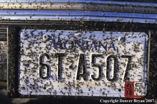 Montana license plate smeared with caddis from hatch