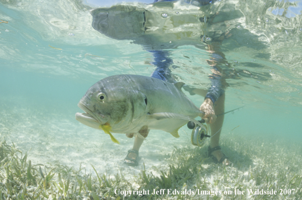 Jack Crevalle