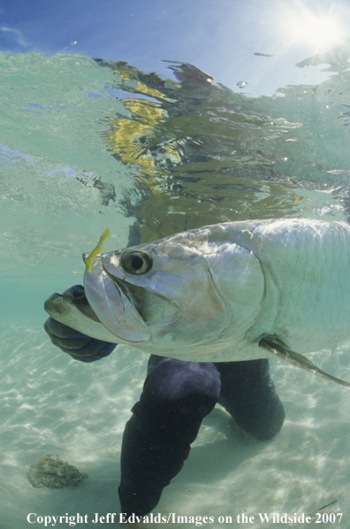 Tarpon