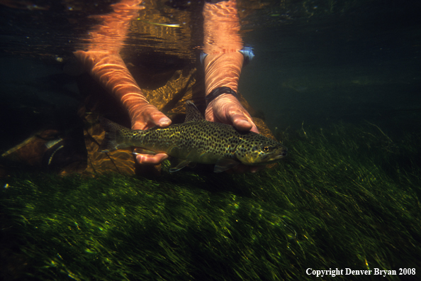 Flyfisherman Releasing Brown Trout in Stream