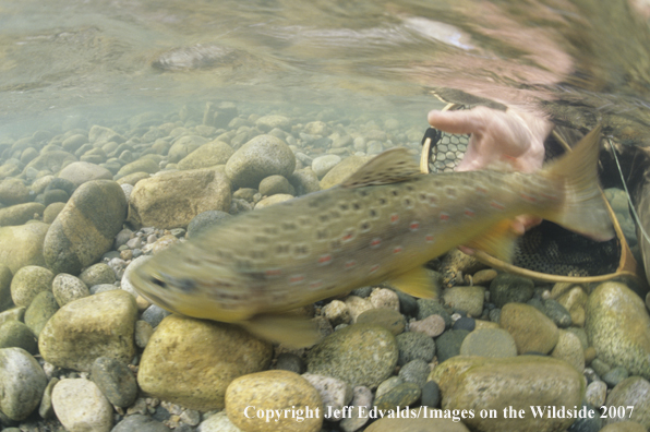 Brown Trout