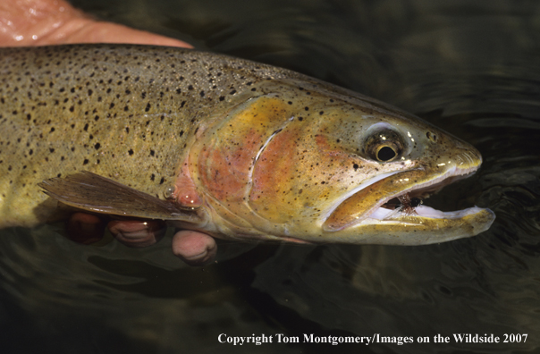 Cutthroat Trout