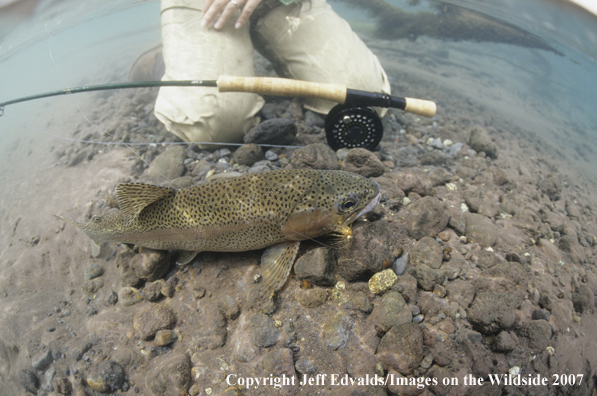 Rainbow Trout