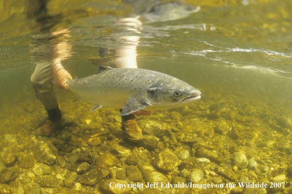 Atlantic Salmon