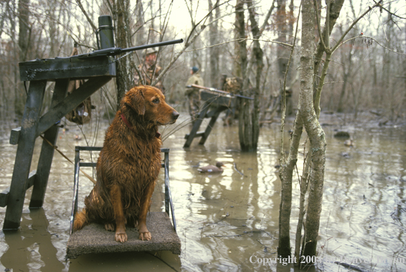 Golden Retriever on stand.  Hunters in background.