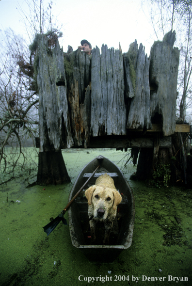 Yellow labrador retriever in duck boat in bald cypress swamp.