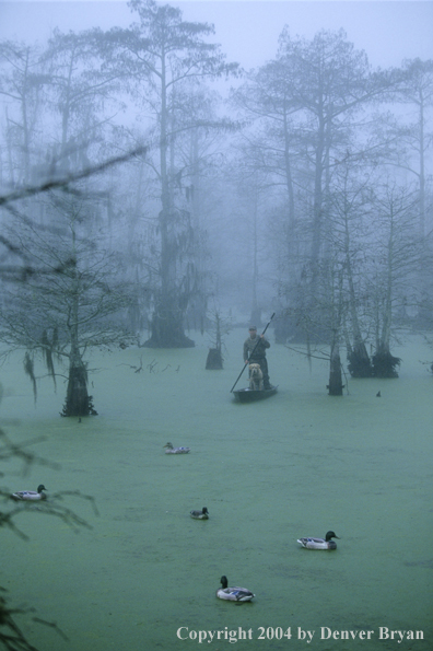 Waterfowl hunter and labrador retriever in bald cypress swamp with decoys.