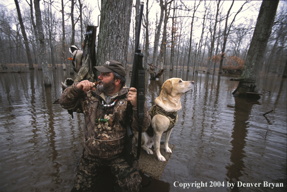 Waterfowl hunters calling birds with Labs.