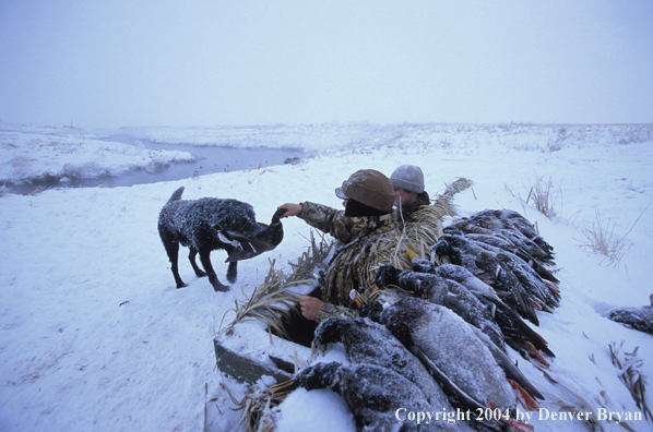 Waterfowl hunter taking duck from black Lab. 