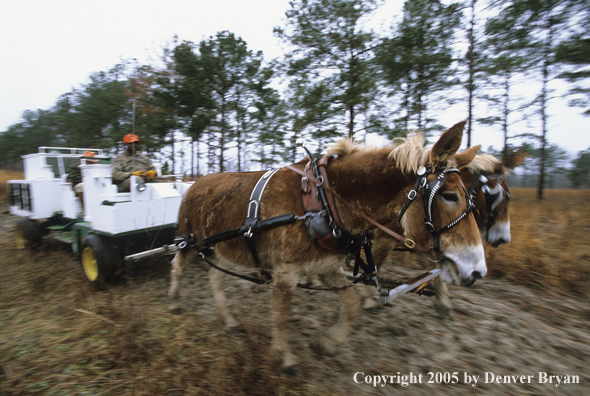 Upland bird hunters in mule drawn carriage hunting for Bobwhite quail.