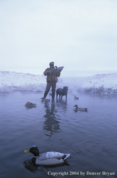 Waterfowl hunter with black Lab setting decoys. 