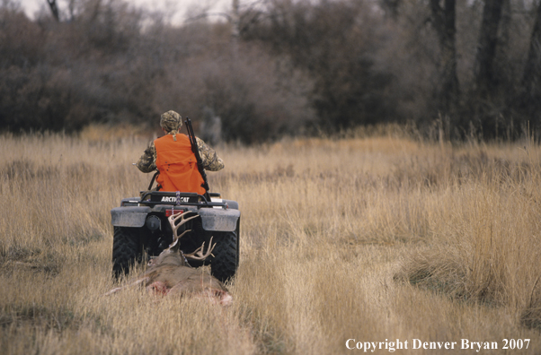 Hunter pulling downed white-tail deer with ATV