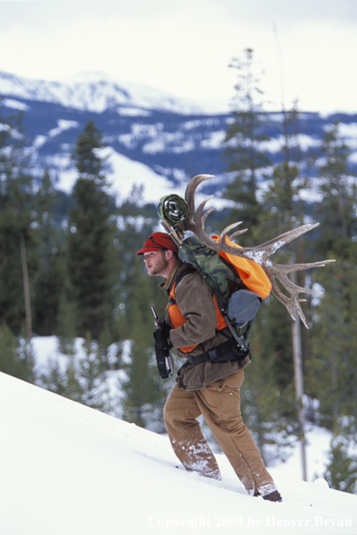 Big game hunter packing elk rack out on snowshoes.