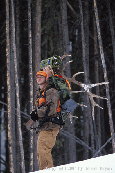 Big game hunter packing elk rack out on snowshoes.