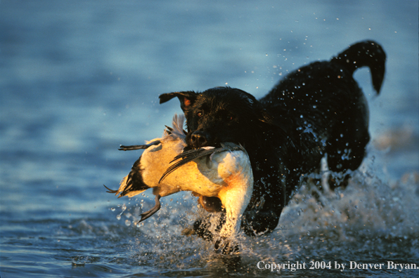 Black Labrador Retriever retrieving duck