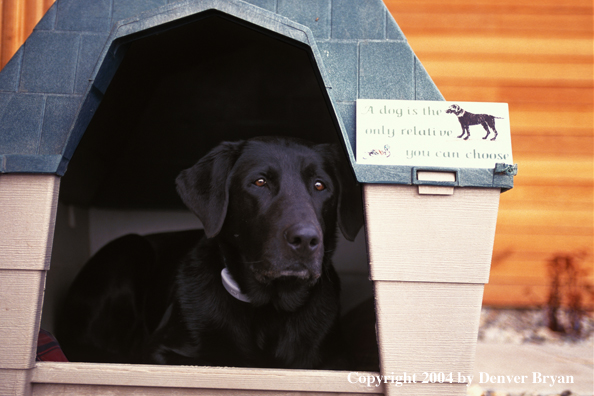 Black Labrador Retriever in doghouse