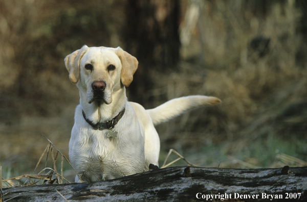 Yellow labrador retriever.