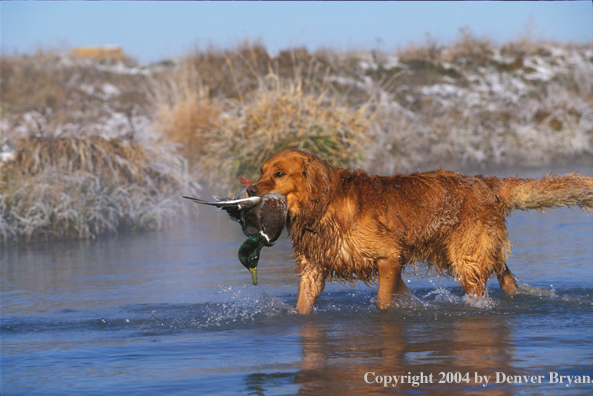 Golden Retriever with bagged duck.  