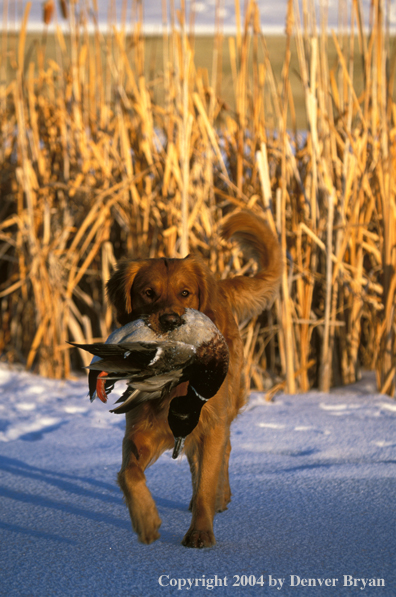 Golden Retriever with bagged duck.  