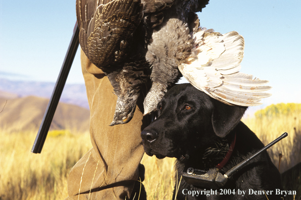 Black Labrador Retriever with ruffed grouse