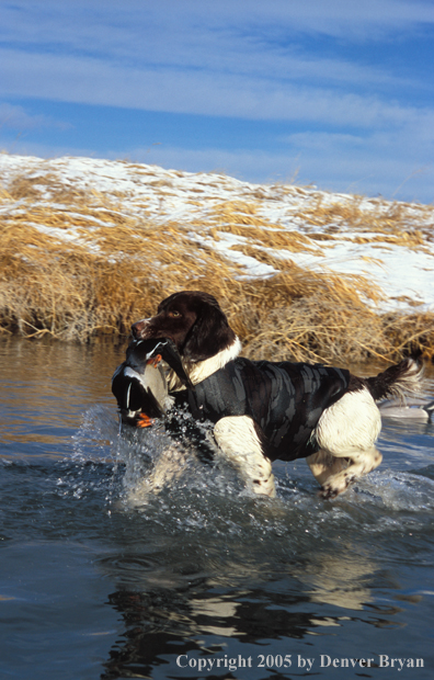 Springer spaniel retrieving downed duck.