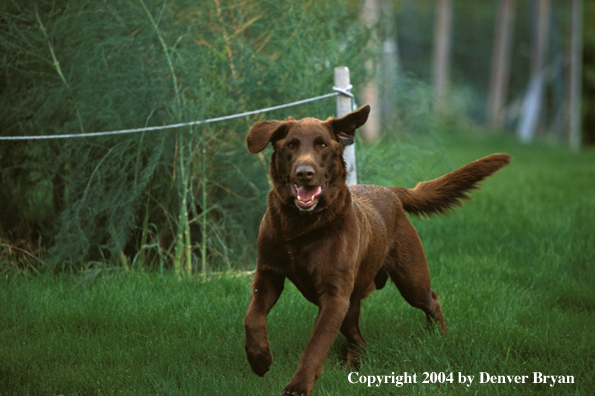 Chocolate Labrador Retriever 