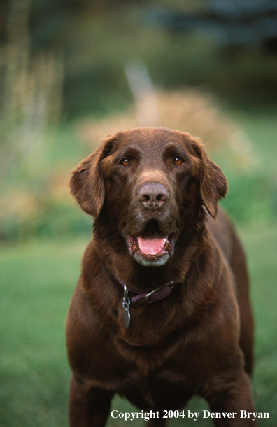 Chocolate Labrador Retriever 