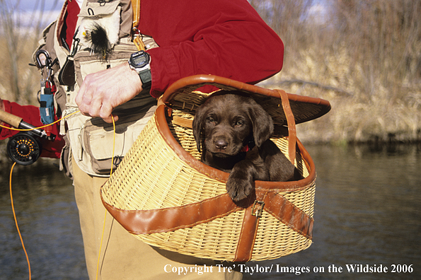 Chocolate labrador retriever puppy in creel.