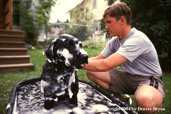 Black Labrador Retriever getting a bath