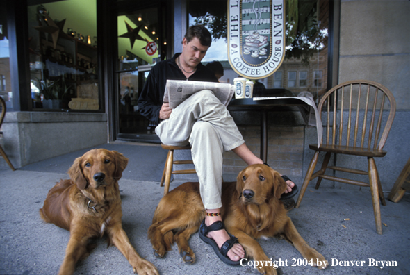 Man reading with golden Retrievers