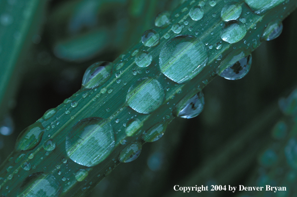 Rain on grass blades